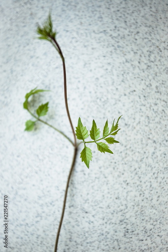 delicate delicate twigs with leaves selective focus on a concrete background