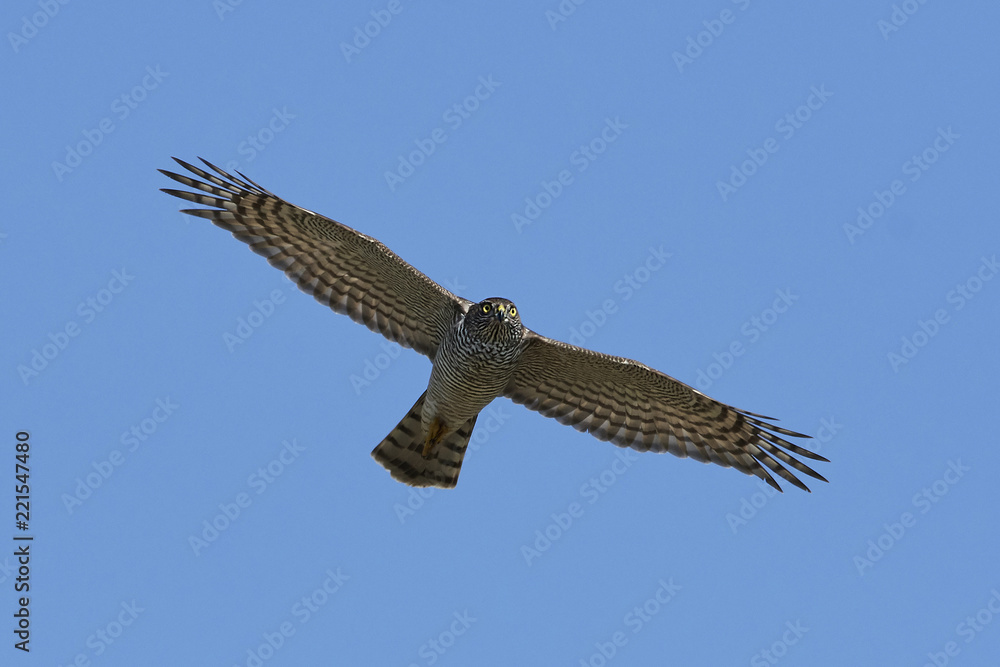 Fototapeta premium Eurasian sparrowhawk (Accipiter nisus)