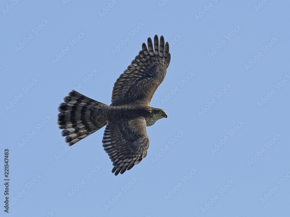 Fototapeta premium Eurasian sparrowhawk (Accipiter nisus)