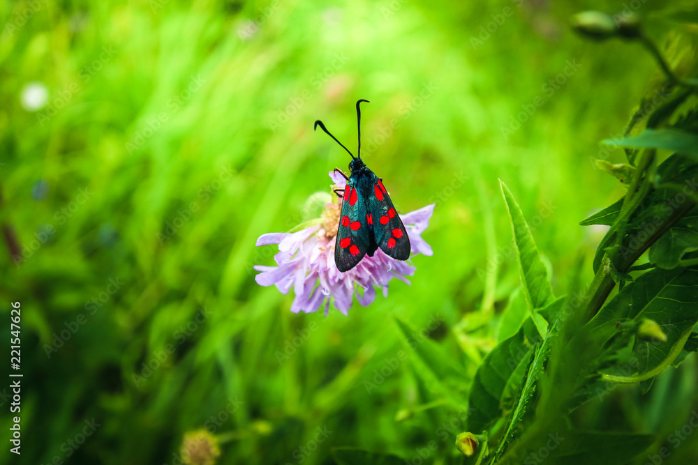 The black-red moth looks bright against the background of a gentle flower and light grass. The black-red moth looks bright against the background of a gentle flower and light grass.