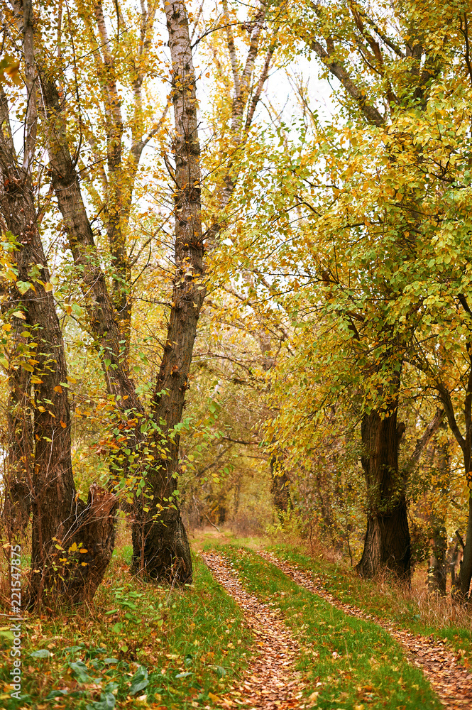 Fototapeta premium beautiful autumn landscape, yellow leaves and ground road in forest