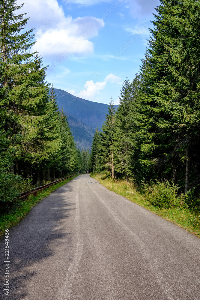 Fototapeta premium simple gravel country road in summer in forest