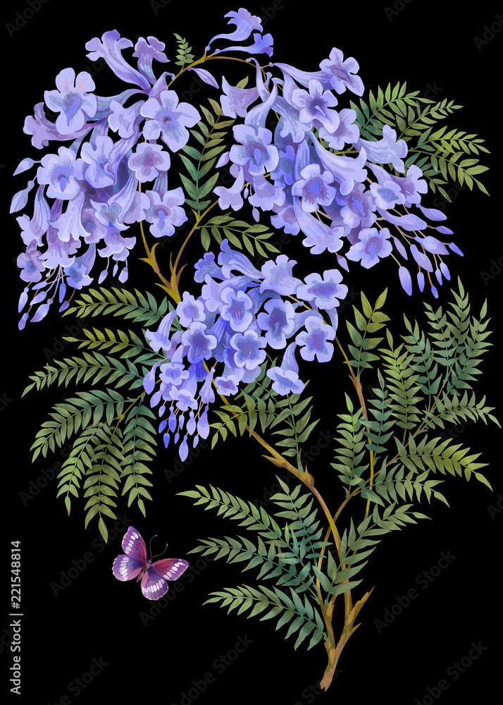 Jacaranda tree with flowers and leaves isolated on black background.