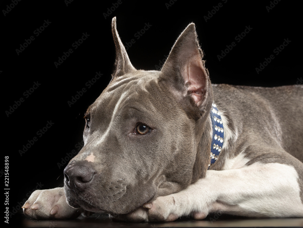 American Staffordshire Terrier Dog  Isolated  on Black Background in studio