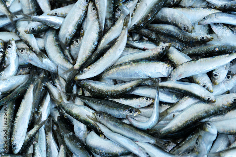 Freshly fished fish on the ice, the concept of healthy eating Freshly fished fish on the ice, the concept of healthy eating