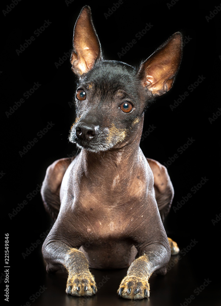 Xoloitzcuintle Dog Isolated on Black Background in studio Xoloitzcuintle Dog Isolated on Black Background in studio