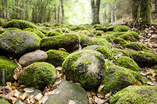 A river of stones in the mysterious forest