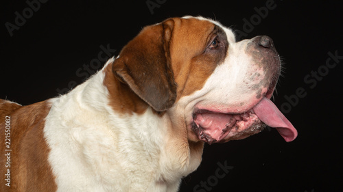 Fototapeta Naklejka Na Ścianę i Meble -  St. Bernard Dog Isolated  on Black Background in studio