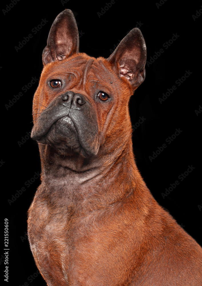 Chongqing Dog Isolated  on Black Background in studio