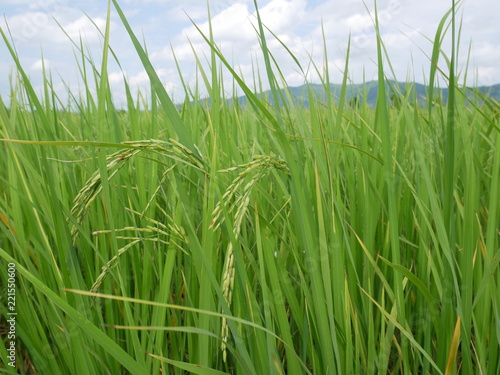organic rice nature green