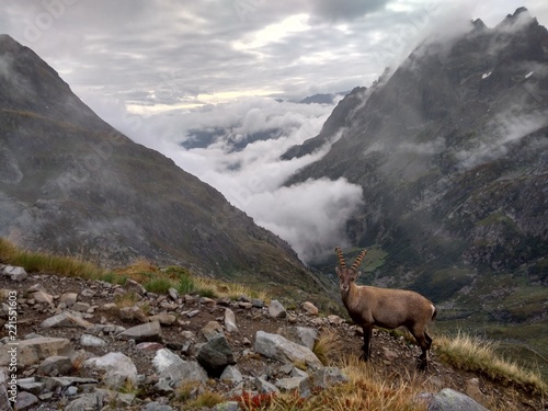 Steinbock über einem Nebelmeer bei dem Col de Salenton in Chamonix photo