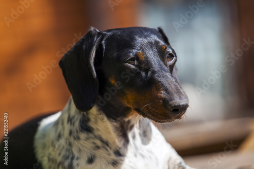 Dachshund Dog autumn Garden