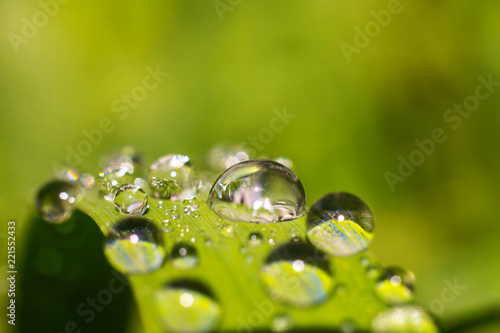 closeup of a leaf of grass with drops of water on a blurred green background