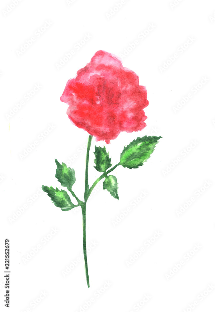 Watercolor hand painted herbal design element Watercolor hand painted herbal design element