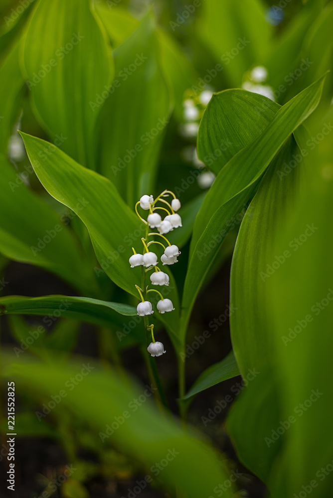Fototapeta White lily-of-the-valley flowers on a green leaves background