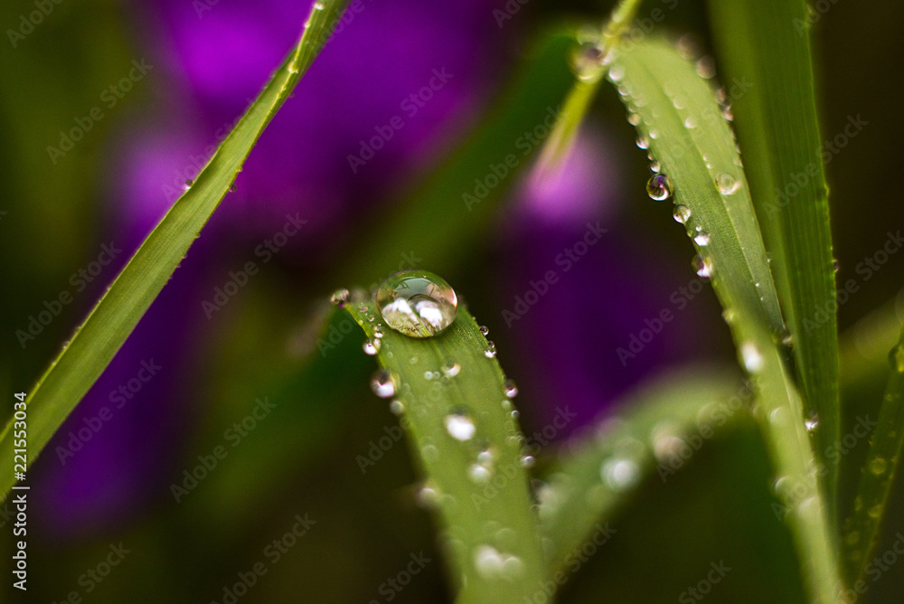 closeup of a leaf of grass with drops of water on a blurred green grass and violet flower background closeup of a leaf of grass with drops of water on a blurred green grass and violet flower background
