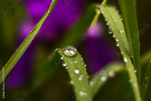 closeup of a leaf of grass with drops of water on a blurred green grass and violet flower background
