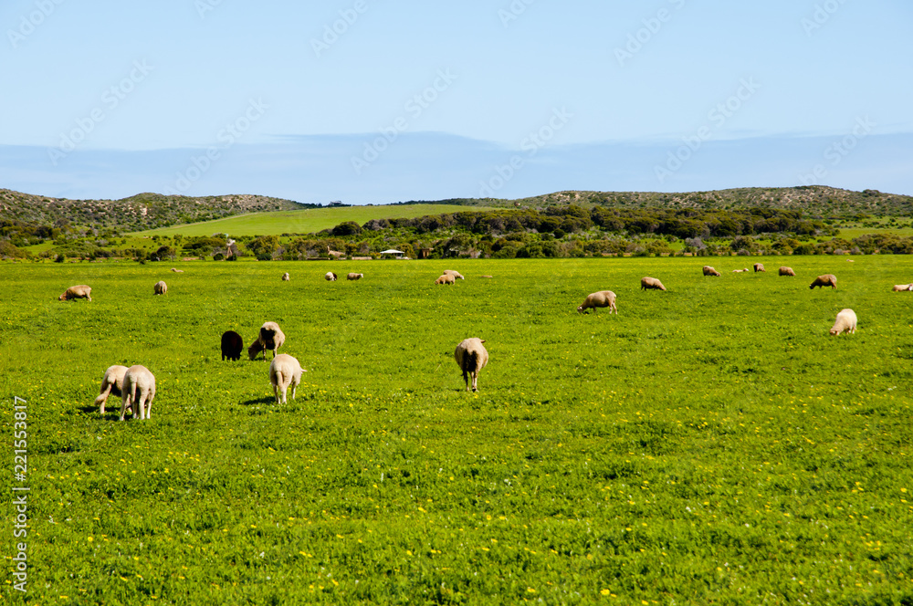 Sheep Pasture - Mid West - Western Australia