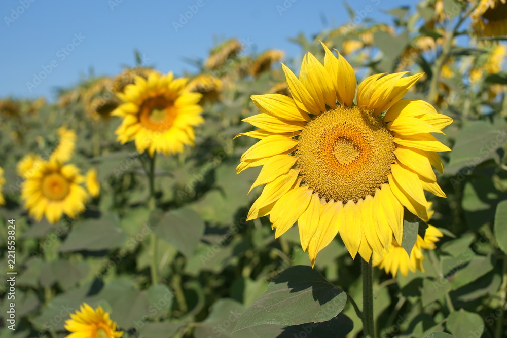 Field of sunflowers in russia. Field of sunflowers in russia.