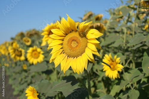 Fototapeta Naklejka Na Ścianę i Meble -  Field of sunflowers in russia.