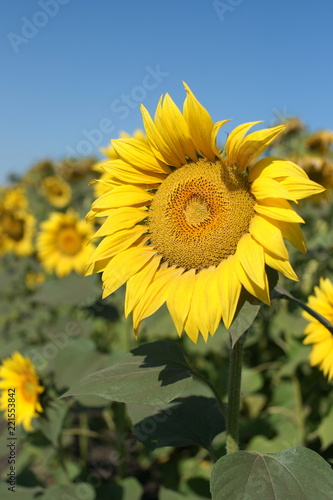Fototapeta Naklejka Na Ścianę i Meble -  Field of sunflowers in russia.