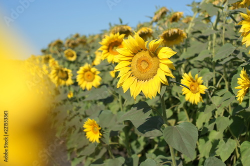 Fototapeta Naklejka Na Ścianę i Meble -  Field of sunflowers in russia.