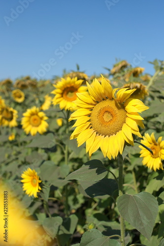 Fototapeta Naklejka Na Ścianę i Meble -  Field of sunflowers in russia.