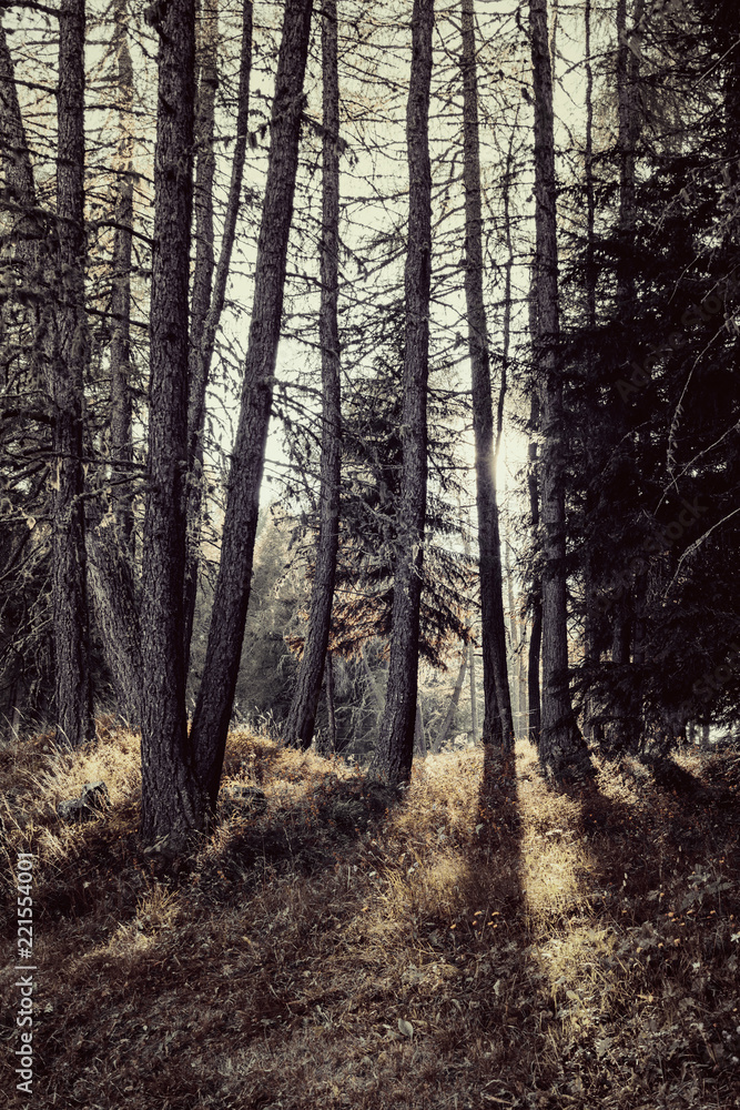 Naklejka premium View over the Alpe di Siusi. ( Seiser Alm )