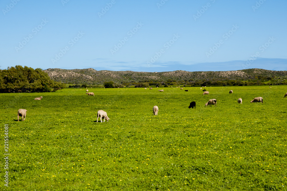Sheep Pasture - Mid West - Western Australia Sheep Pasture - Mid West - Western Australia
