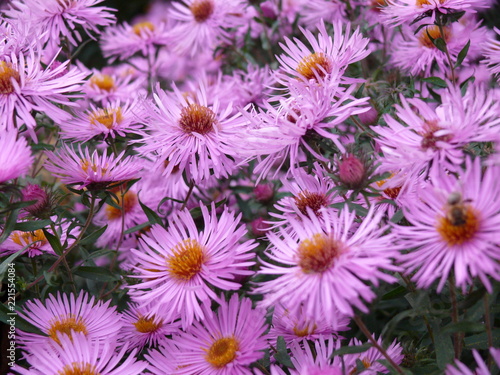 Violet autumn flowers  meadow of Alpine aster on the natural background.