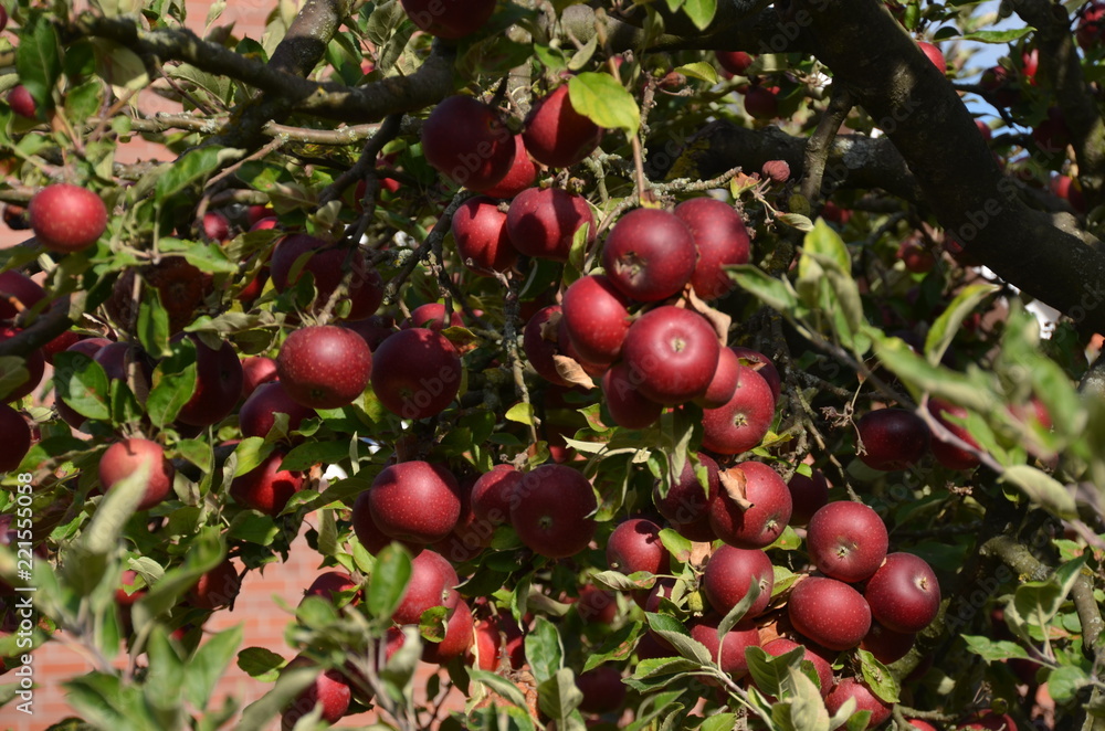 Äpfel im Obstgarten Äpfel im Obstgarten