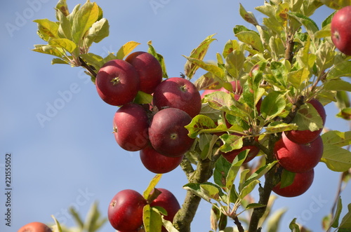 Äpfel im Obstgarten