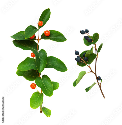 Set of twigs with green leaves and red and blue berries