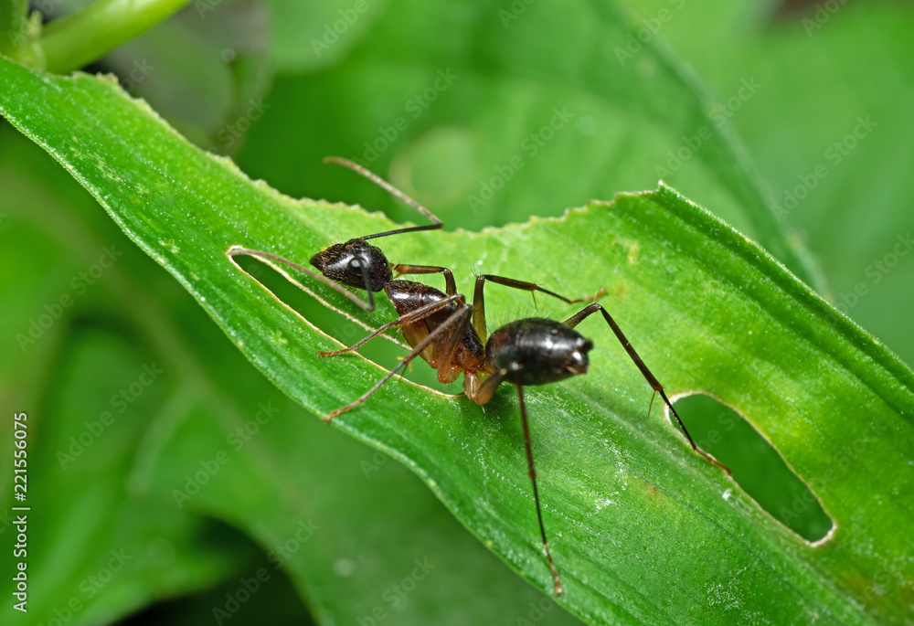 Macro Photo of Ant on Green Leaf Isolated on Blurred Background Macro Photo of Ant on Green Leaf Isolated on Blurred Background
