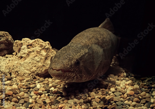 Close up Wolf Fish or Hoplias malabaricus Underwater photo