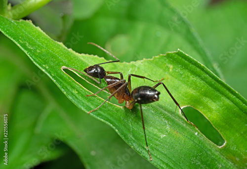 Macro Photo of Ant on Green Leaf Isolated on Blurred Background