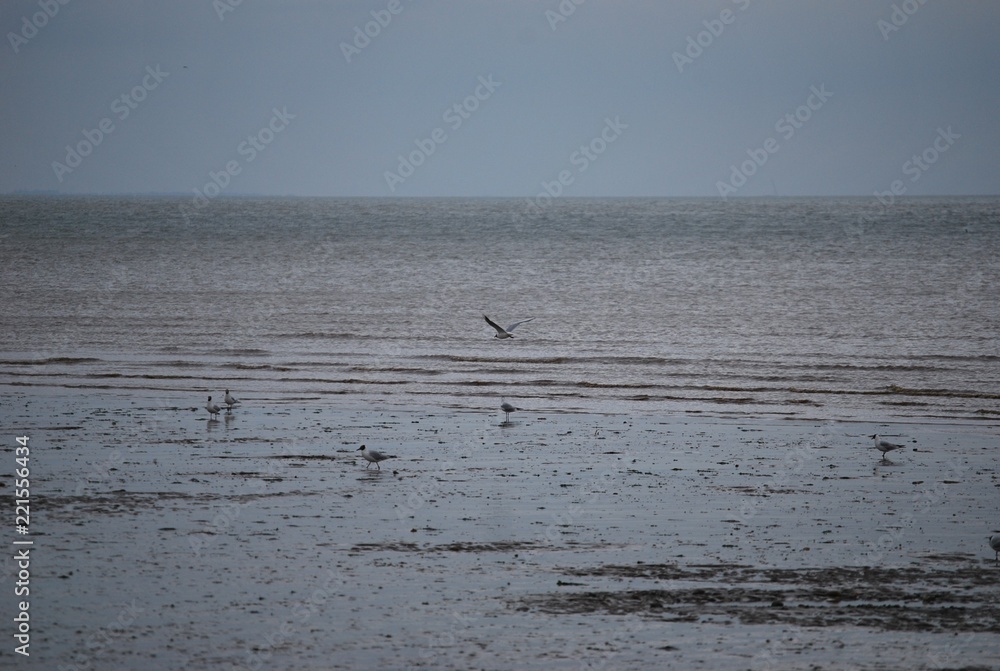 Seagull on Leysdown Beach