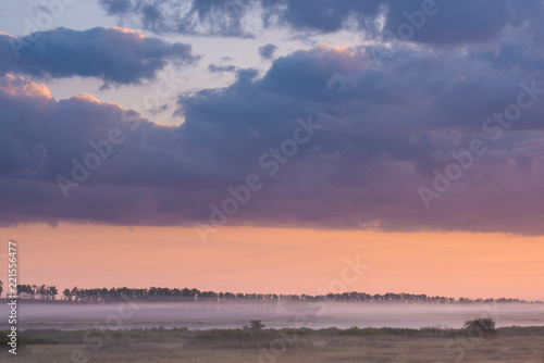 trees on meadow covered in dense fog with beautiful pastel sky on background 