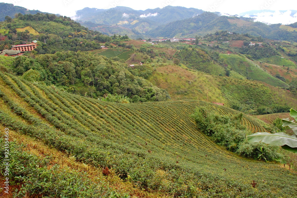 Tea plantations in the mountain in Mae Salong, Ching Rai, Thailand