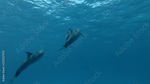 Wallpaper Mural Group of Spinner Dolphins swims over the sandy bottom and rise to the surface to breathe (Underwater shot, 4K / 60fps)
 Torontodigital.ca