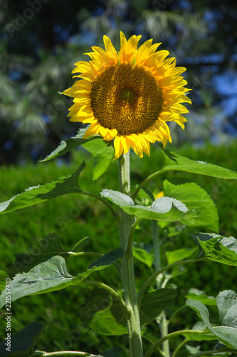 Fototapeta Naklejka Na Ścianę i Meble -  Tournesol