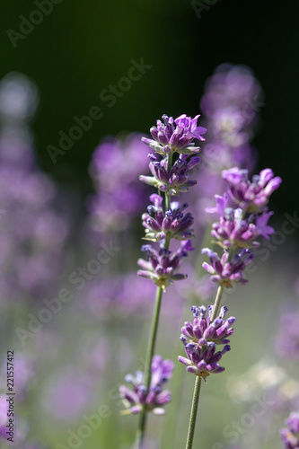 Fototapeta Naklejka Na Ścianę i Meble -  Lavande