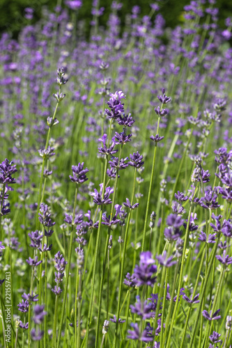 Fototapeta Naklejka Na Ścianę i Meble -  Lavande