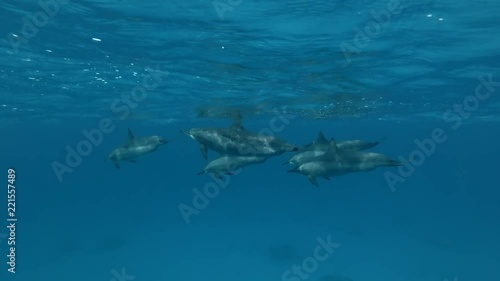 Wallpaper Mural Group of pregnant Dolphins swim under surface of the blue water (Spinner Dolphin, Stenella longirostris) Close-up, Underwater shot, 4K / 60fps
 Torontodigital.ca