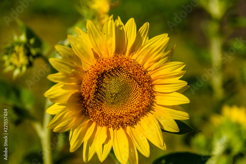 Fototapeta Naklejka Na Ścianę i Meble -  Sunflower in a garden on summer day