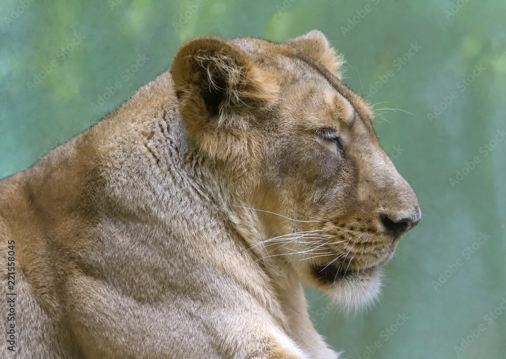 Naklejka premium lion portrait