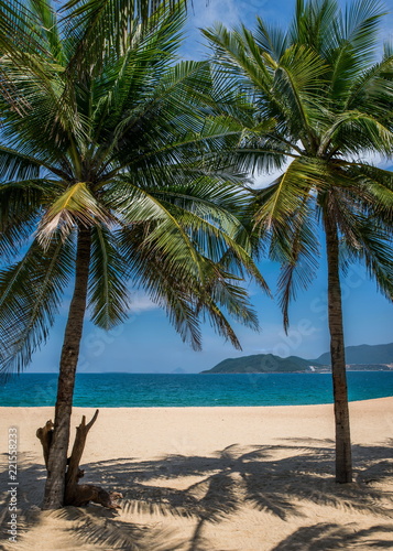 Beautiful sandy beach with palm trees © Михаил Мюлинг