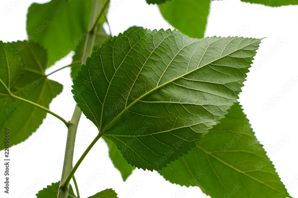 Fototapeta premium green leaf isolated on a white background