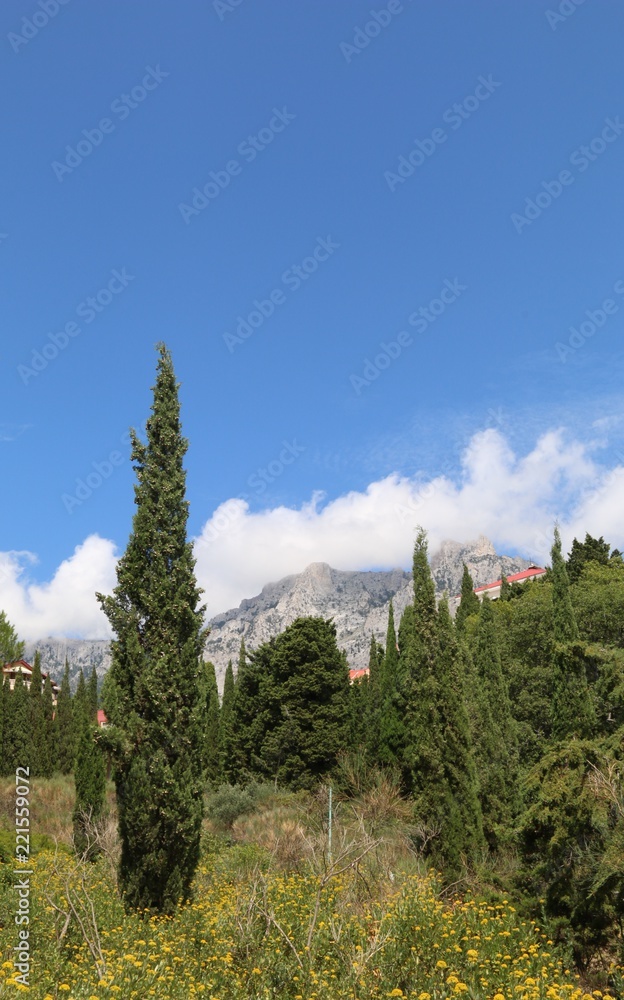 Fototapeta premium Mountains and cypresses 