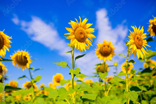Fields of sunflower, farming sunflower oil beautiful landscape of yellow flowers of sunflowers against the blue sky, copy space